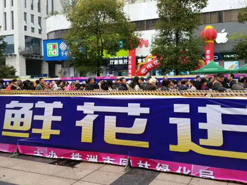 万盆鲜花进家园2