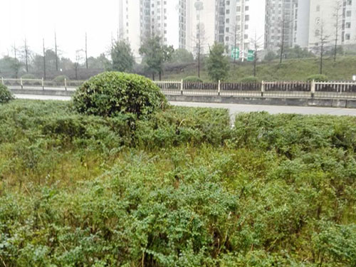 红旗立交除丝毛草4