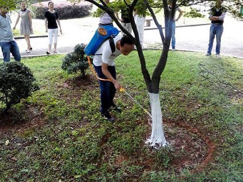 湘江风光带树杆刷白2