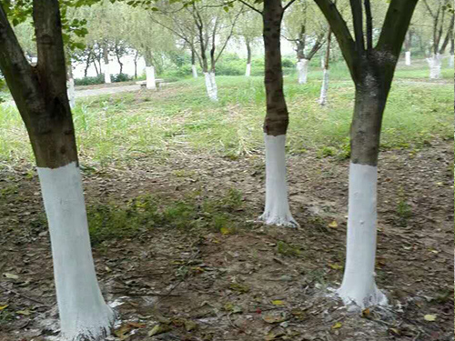 湘江风光带树杆刷白4