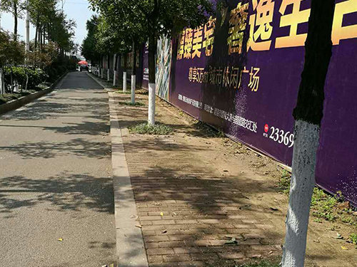 醴陵市城区树杆刷白1