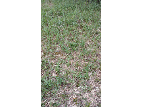 石子湖葱兰除杂3