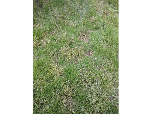 流芳园草坪除杂  (4)