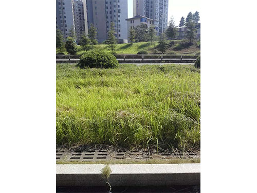 红旗立交除丝毛草 (3)