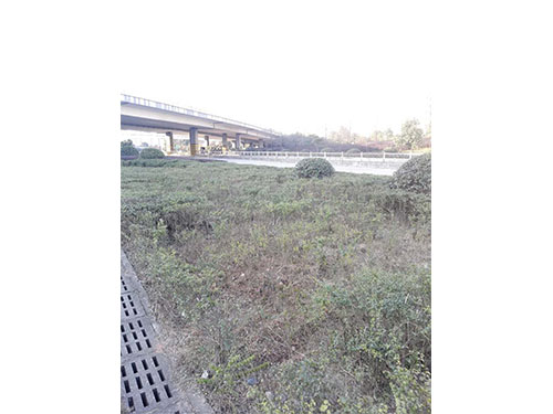 红旗立交除丝毛草 (8）