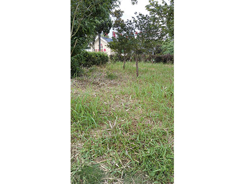 石子湖除丝毛草1