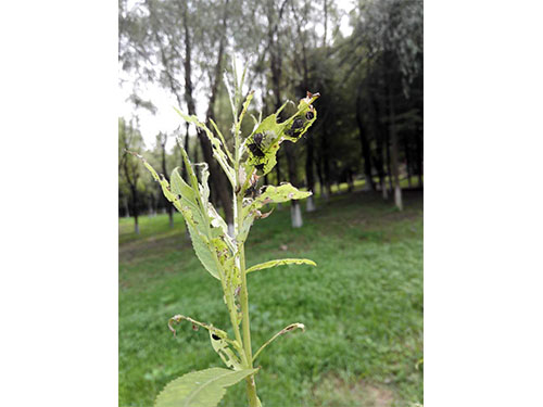 风光带螵虫防治（5）