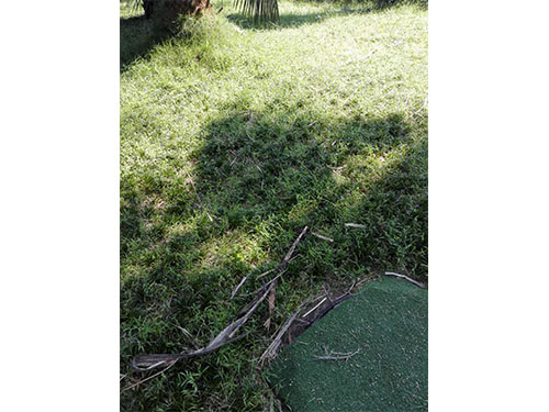 盘龙山庄玉龙草除杂 (4)