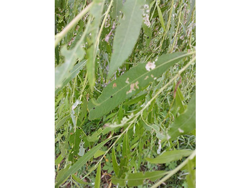 风光带螵虫防治（1）