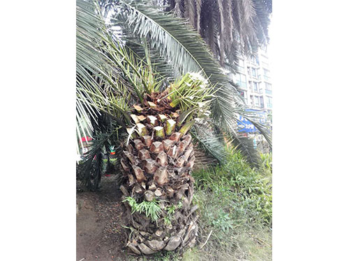 海枣树防治（7）