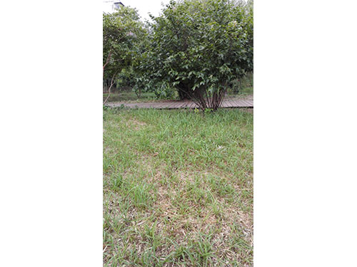 石子湖葱兰除杂1