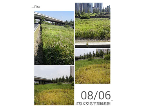 红旗立交除丝毛草 (6)