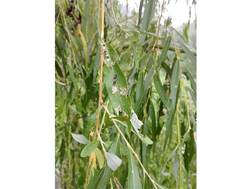 风光带螵虫防治（2）