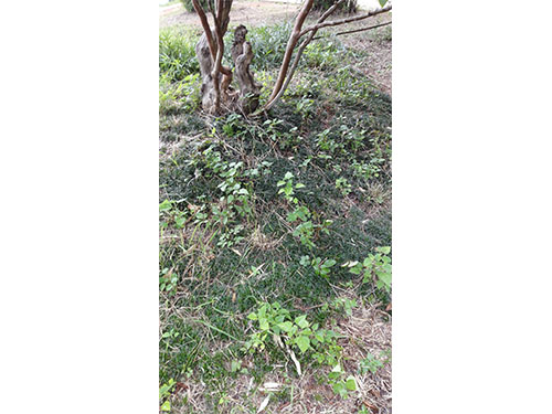 石子湖葱兰除杂2