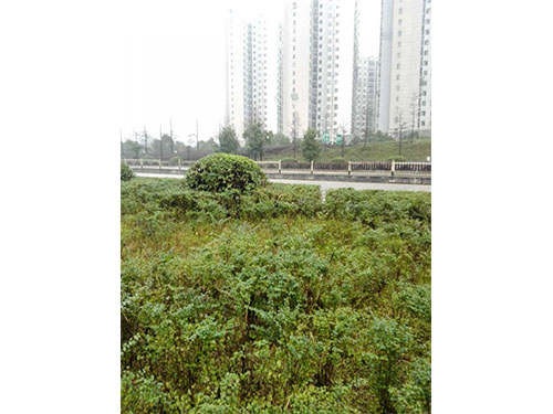 红旗立交除丝毛草 (7)