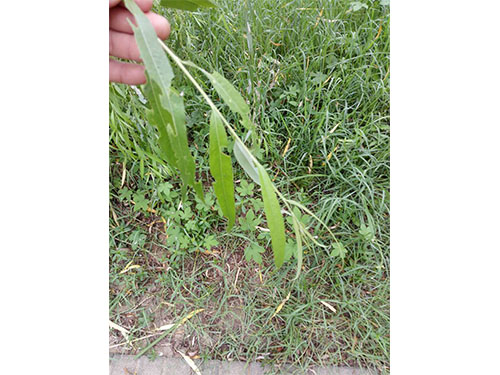 风光带螵虫防治（3）