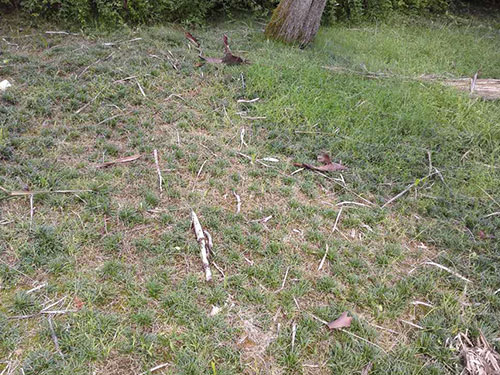 盘龙山庄玉龙草除杂