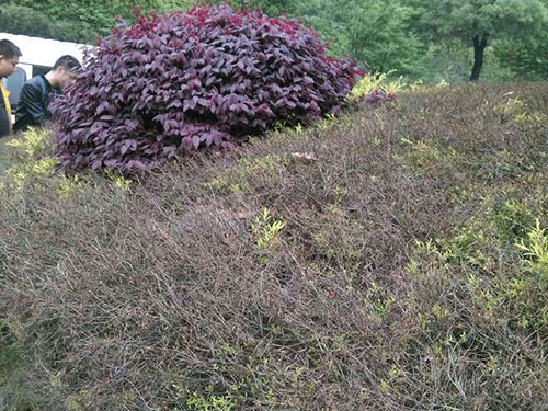 黄金香柳冻害治理2