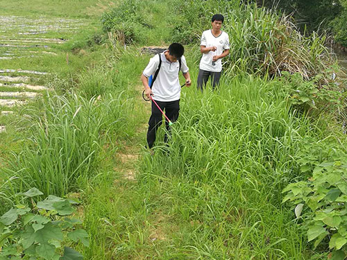 恶性杂草防除6