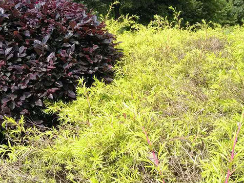 黄金香柳冻害治理3