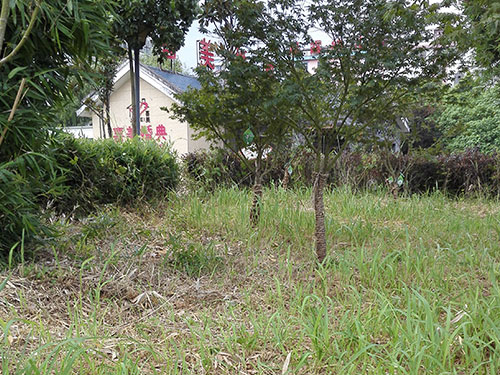 石子湖除丝毛草1