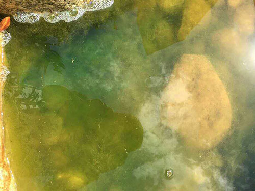 水中藻类防除4
