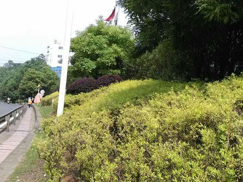 黄金香柳冻害治理4