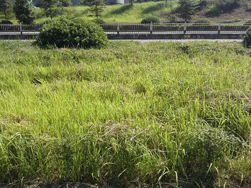 红旗立交除丝毛草2