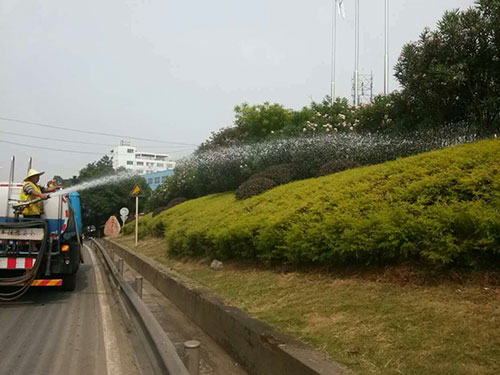 黄金香柳冻害治理5