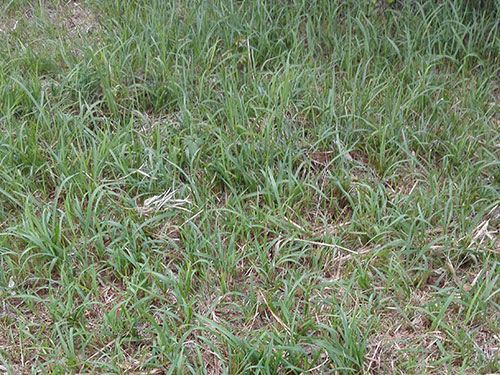 石子湖除丝毛草3