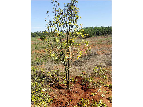 万樟茶花救治  (1)