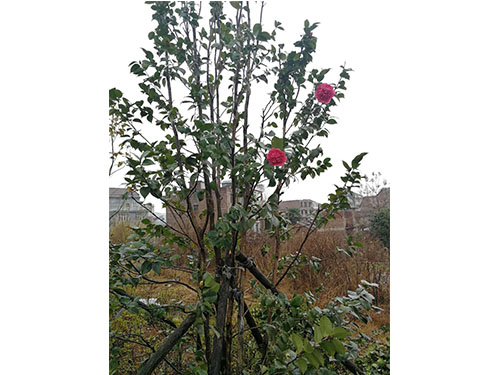 万樟茶花救治  (10)