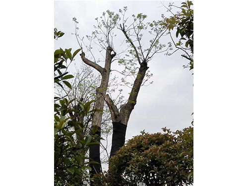 合花园林重阳林救治 (6)