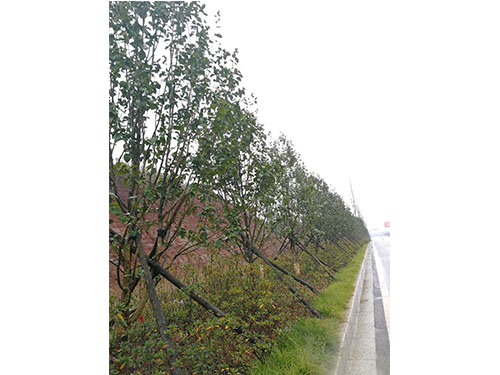 万樟茶花救治  (11)