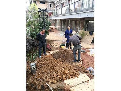 金丝楠木救治（1）