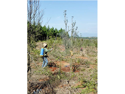 万樟茶花救治  (3)
