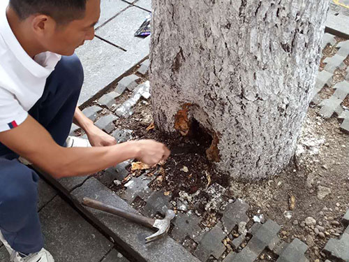 5.9树洞清理涂刷