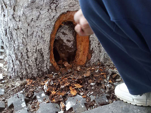 5.9树洞清理涂刷