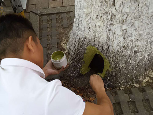 5.9树洞清理涂刷