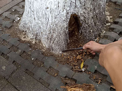 5.9树洞清理涂刷