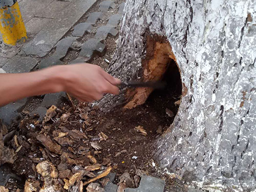 5.9树洞清理涂刷