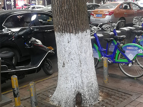 5.9树洞清理涂刷