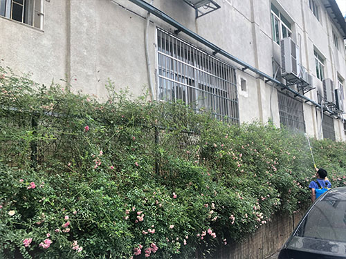 5.22市园林局蔷薇病害喷雾