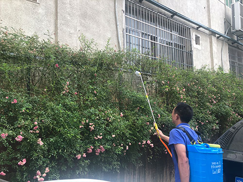 5.22市园林局蔷薇病害喷雾