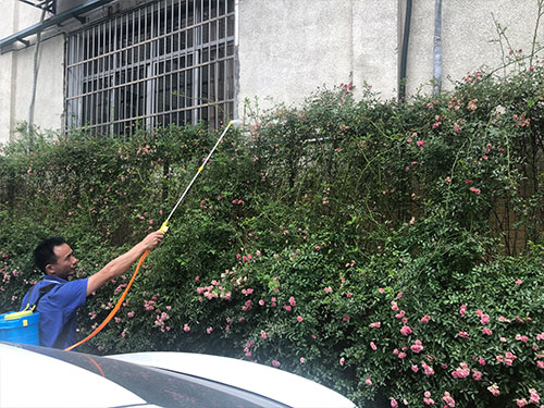 5.22市园林局蔷薇病害喷雾