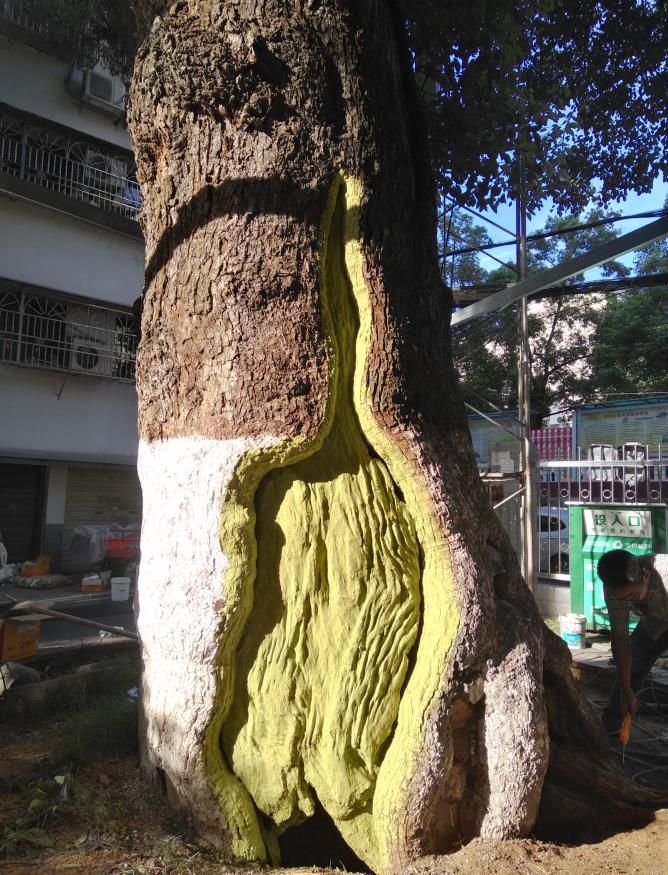 樟树坪小学古香樟