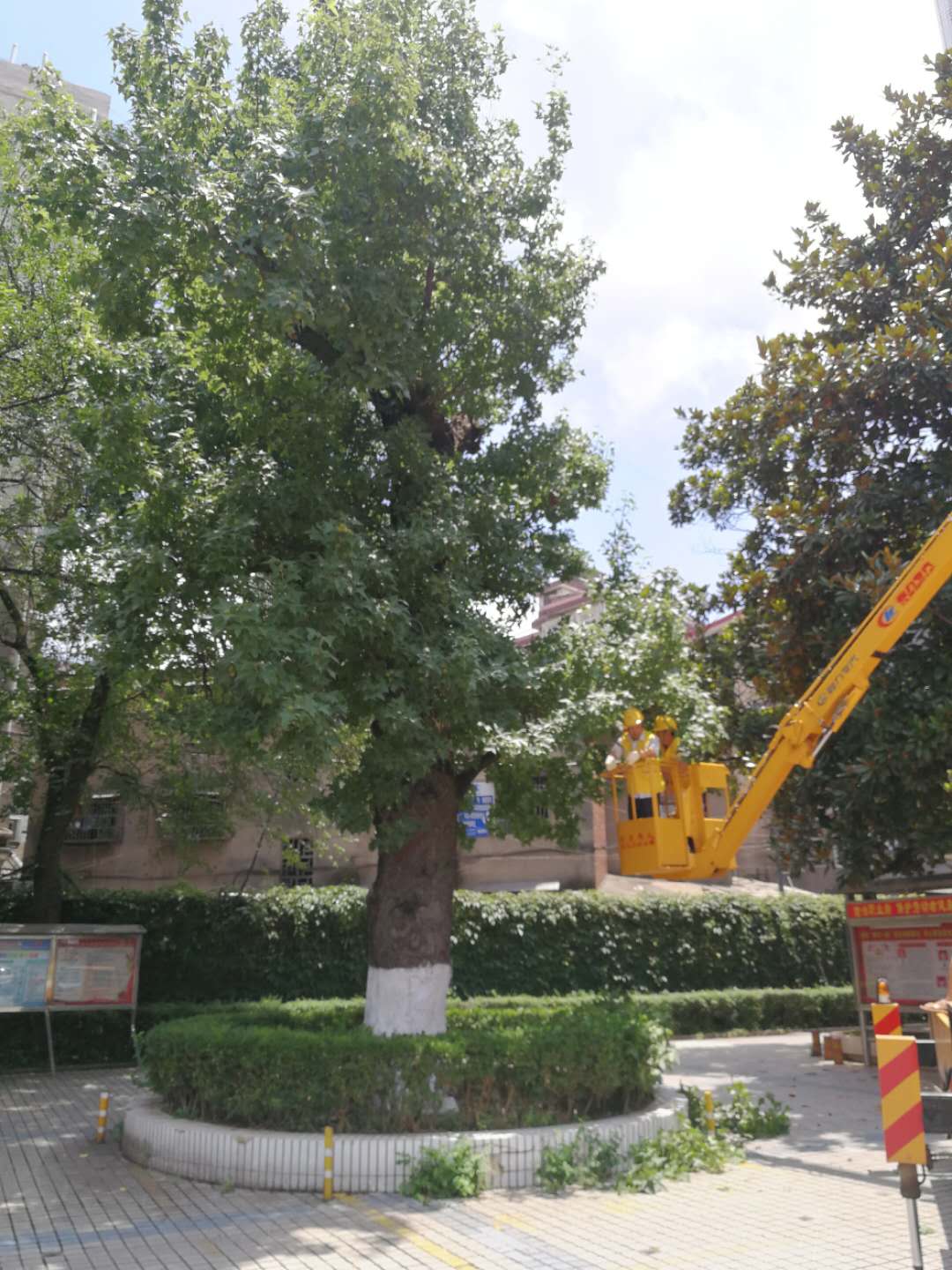 职业病防治中心古枫香