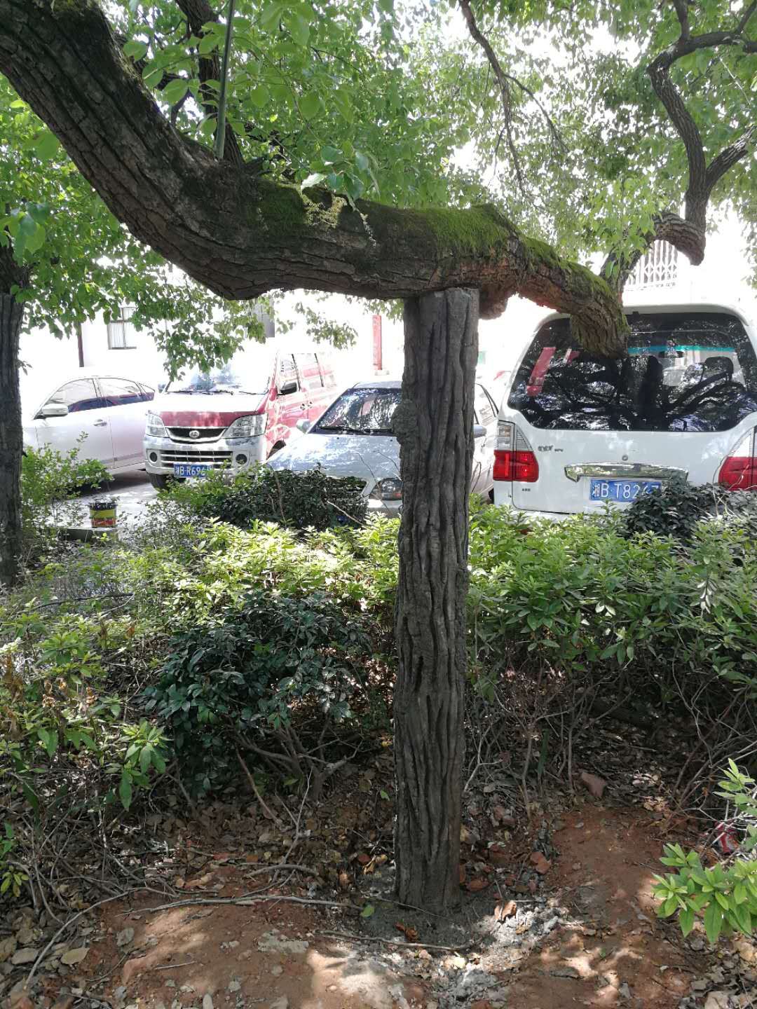 飞艇168历史开奖记录查询_株洲园林绿化养护|株洲绿化管理|病虫害防治哪里的好|株洲园林绿化工程公司|白蚁防治病虫害治理