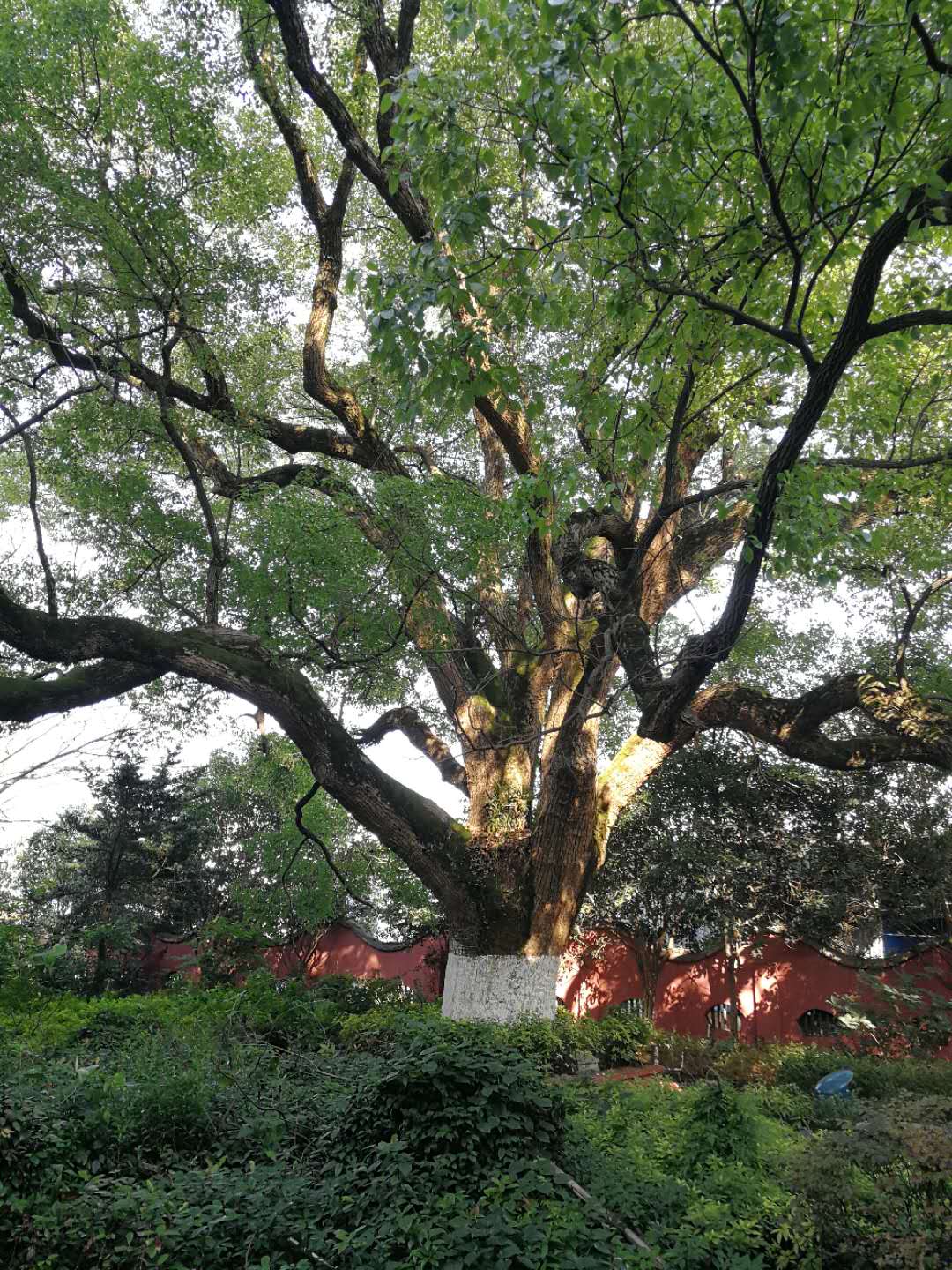 飞艇168历史开奖记录查询_株洲园林绿化养护|株洲绿化管理|病虫害防治哪里的好|株洲园林绿化工程公司|白蚁防治病虫害治理