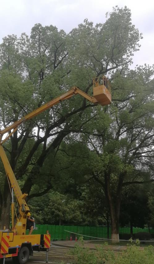 飞艇168历史开奖记录查询_株洲园林绿化养护|株洲绿化管理|病虫害防治哪里的好|株洲园林绿化工程公司|白蚁防治病虫害治理